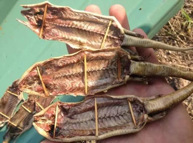 80后儿时玩物狗婆蛇因犯了大忌如今已是濒危保护动物