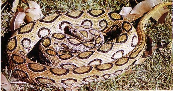 这种剧毒跟端午有关