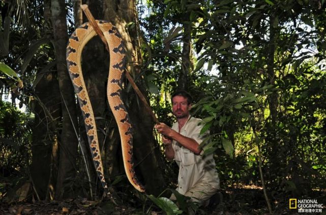 国家地理探险家,毒液专家zoltan takacs试图捕捉毒蛇并采集毒液,他曾