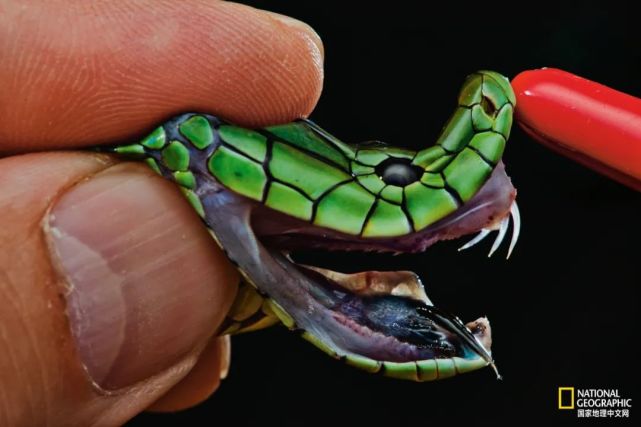 摄影:mattias klum东非绿曼巴的近亲还有"非洲死神"黑曼巴,比之前者要