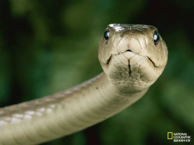 这种剧毒跟端午有关