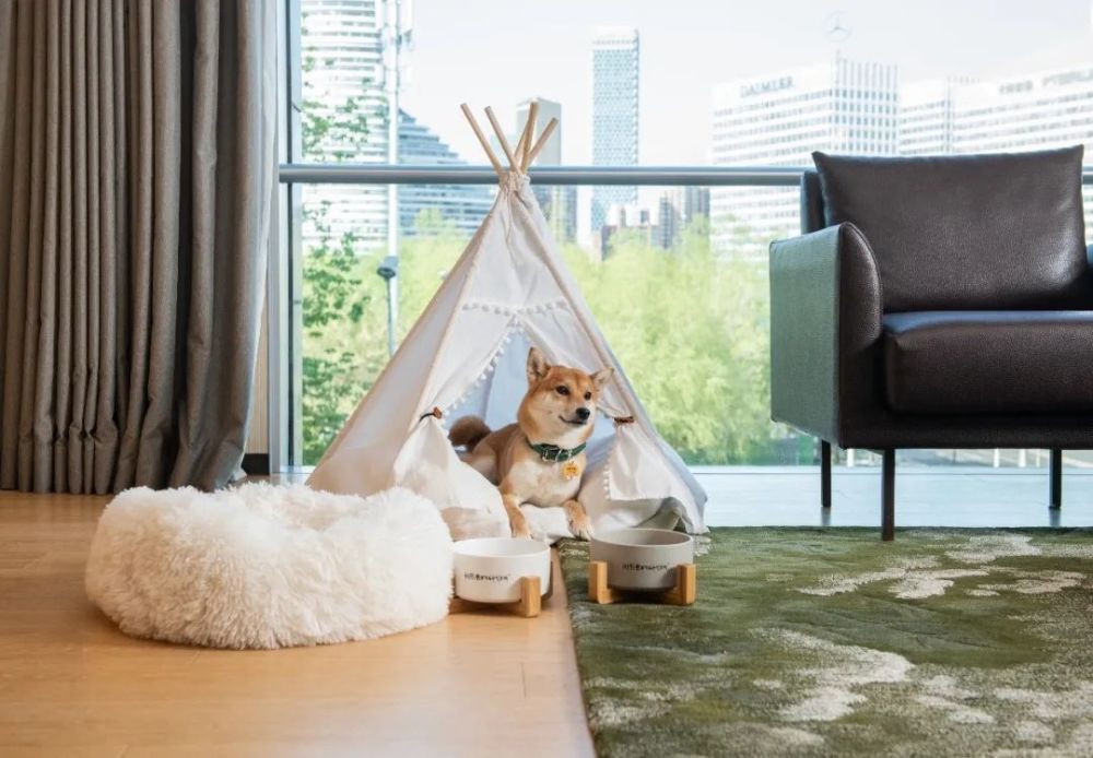 观察|宠物游大热,酒店,航司,目的地都准备好了吗?