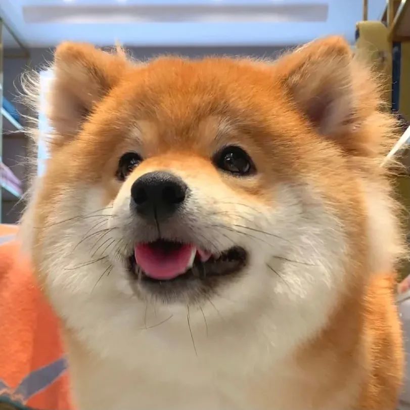 今日份的狗子治愈微笑,不由自主跟着笑了起来!