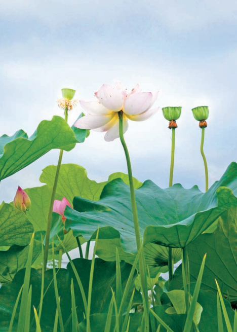 一夏莲韵荷你有约梁平荷花盛放唯美你的夏天