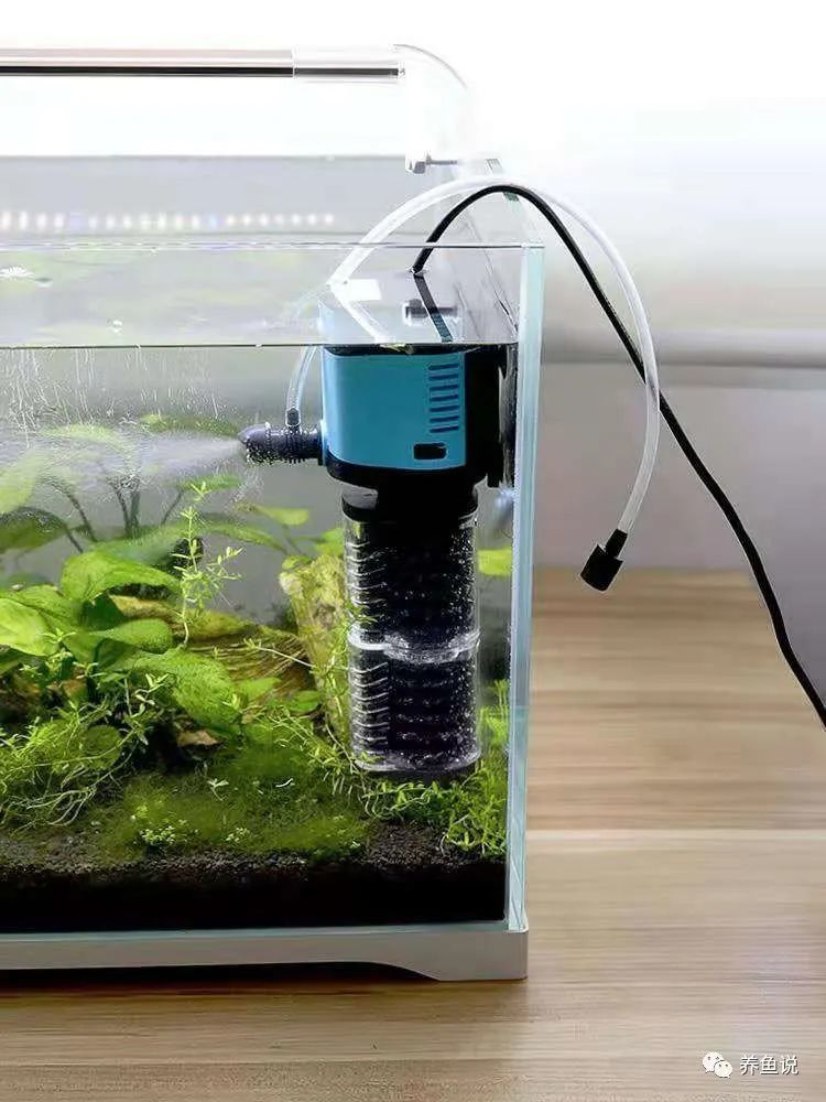 鱼缸过滤水泵吸鱼的悲剧遇到过吗为什么会吸鱼且如何避免呢