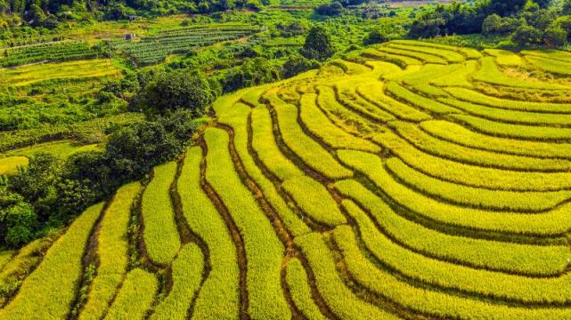 广州北部有片金黄梯田|新联村|梯田|从化吕田