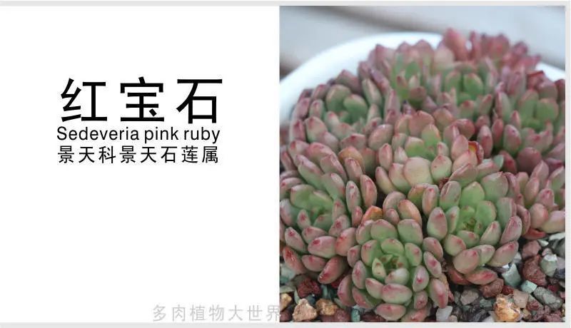 红宝石 景天科景天石莲属多肉植物 较常见的品种 出状态全红 腾讯新闻