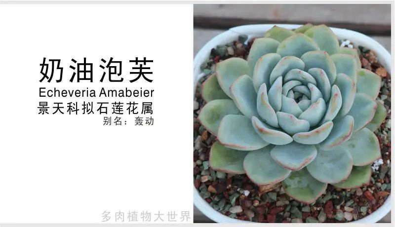 奶油泡芙 景天科拟石莲花属多肉植物 肥厚可爱易养护 腾讯新闻