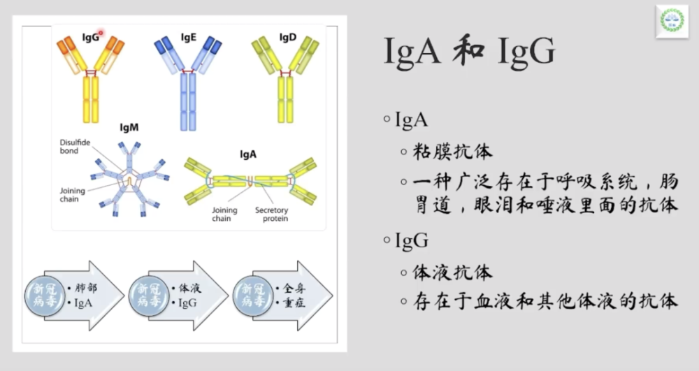 现在知道的比较广泛的有5种抗体 一般iga,igd,ige,igg和igm