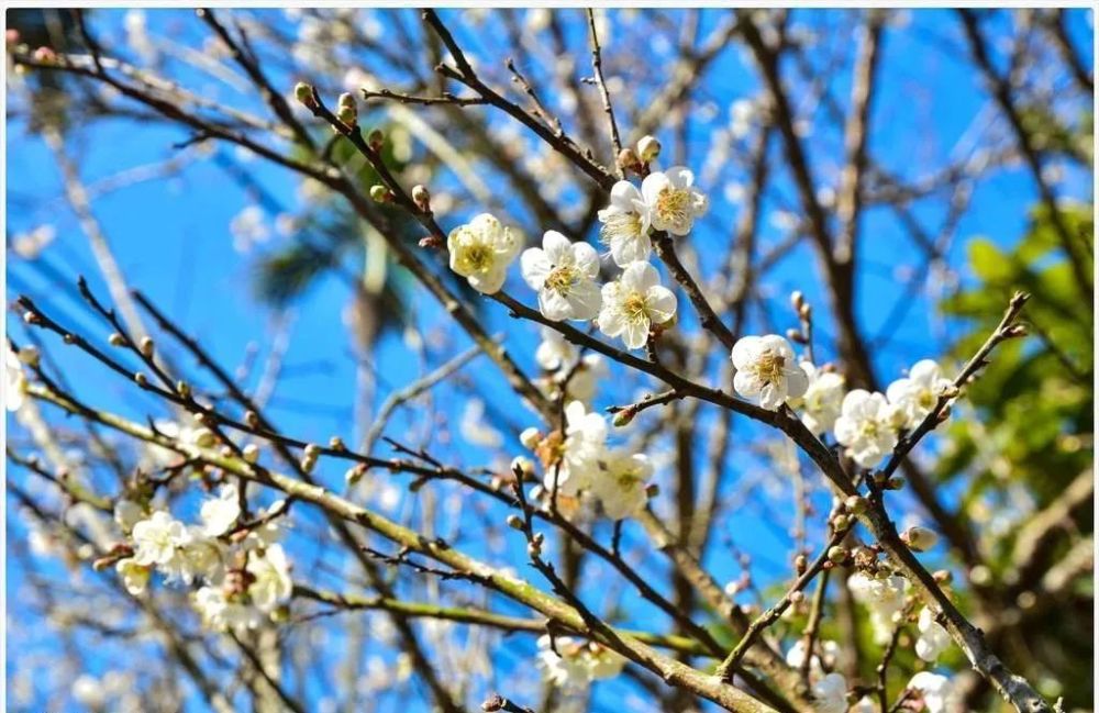 古树参天梅花遍野踏上这条千年古道