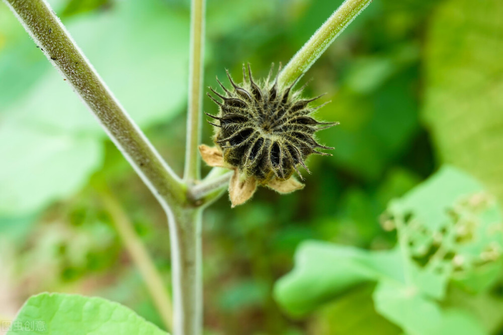 而它的种子不仅是中药材冬葵子,还是一种榨油的好材料,苘麻种子的含油