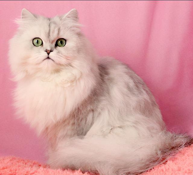 养猫我只想养金吉拉猫