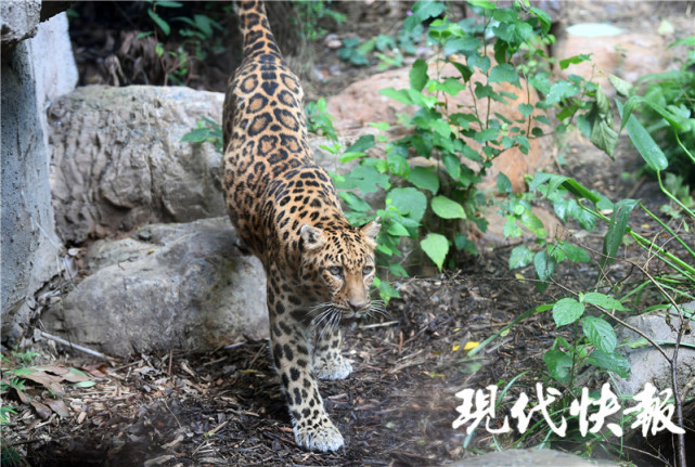 吃冰泡澡吹空調動物們避暑妙招大放送