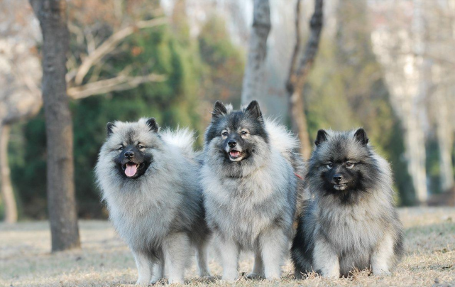 寻根问祖系列(98):凯斯梗(keeshond)
