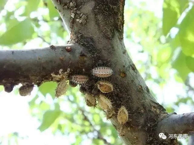 防治蚧殼蟲需要特別注意防治的關鍵時期,卵孵化盛期至幼蟲盛發期就是