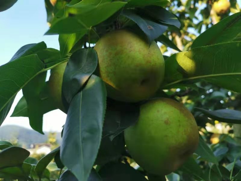 产量增幅近20苏州高新区通安镇树山翠冠梨预计本月20号左右上市