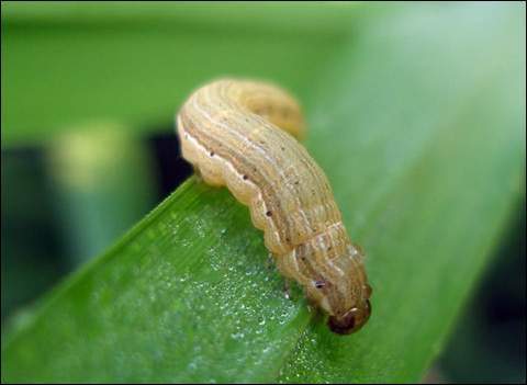 7月以来东北华北等地降水偏多,警惕三代粘虫危害