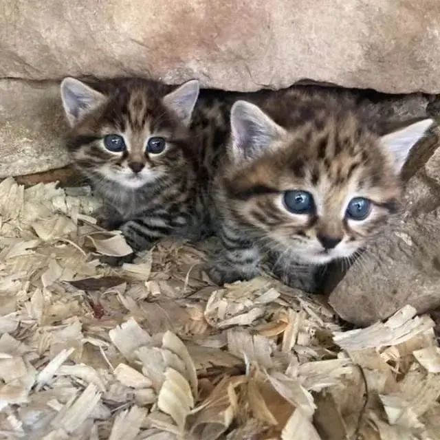 猫品 铲屎官发现一窝狸花猫 却无法救助 原来遇到了致命杀手黑足猫 腾讯新闻