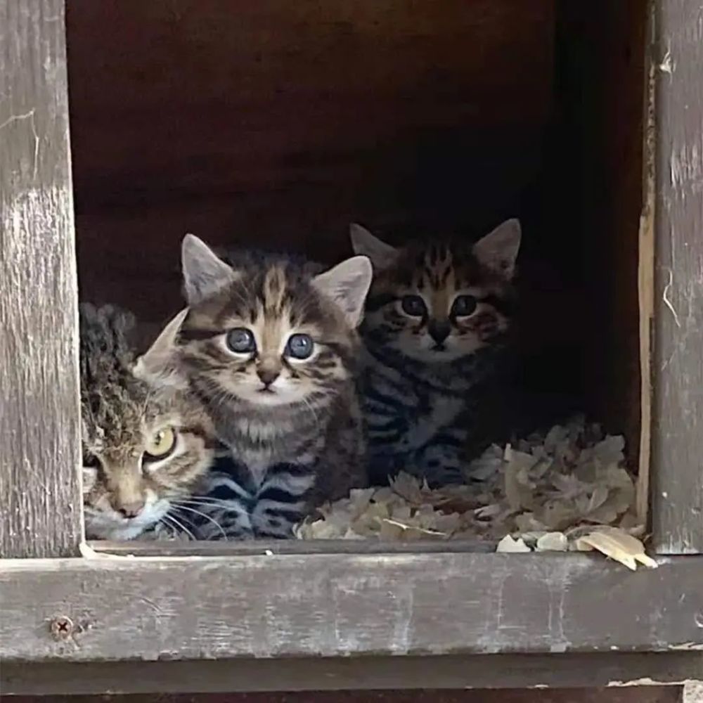 猫品铲屎官发现一窝狸花猫却无法救助原来遇到了致命杀手黑足猫