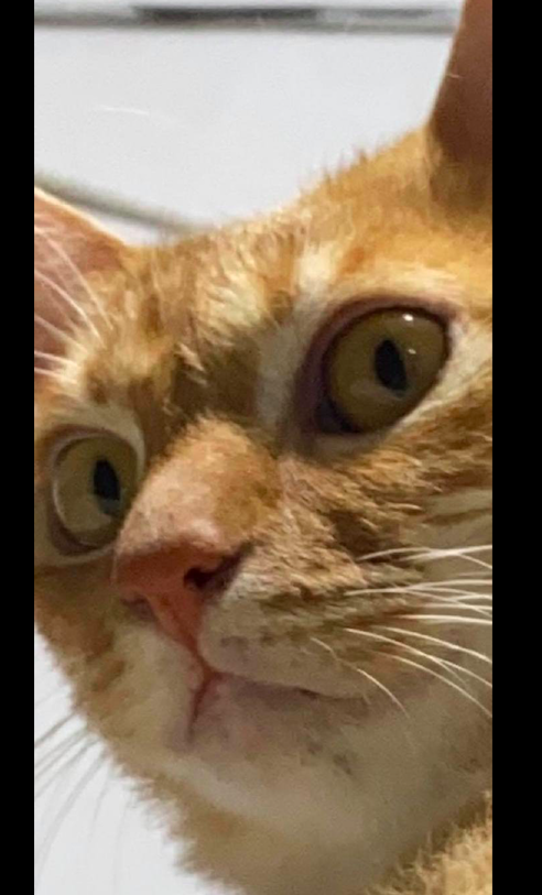 网友忘记给猫咪喂猫粮了,回家就被它死亡凝视了:你还知道回来!