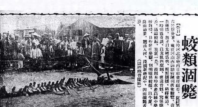 1934年营口发生的坠龙事件那只巨大的生物到底是什么