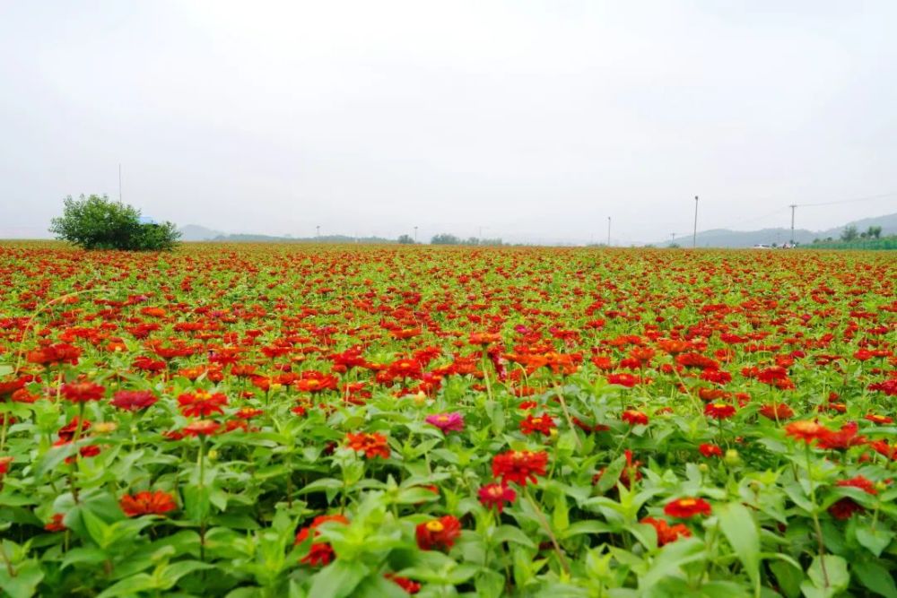 垃圾山变花海石景山又添一网红打卡地