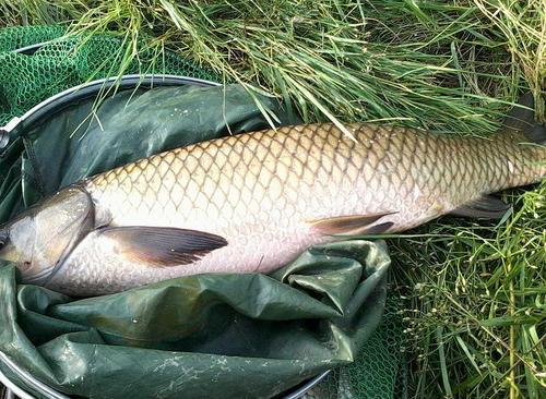 野钓草鱼别人连杆你没口主要原因就是这三个