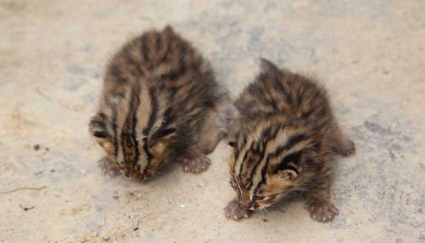 黑龙江清河柴火垛里发现豹猫幼崽,已被抱走,猫妈妈回来怎么办?