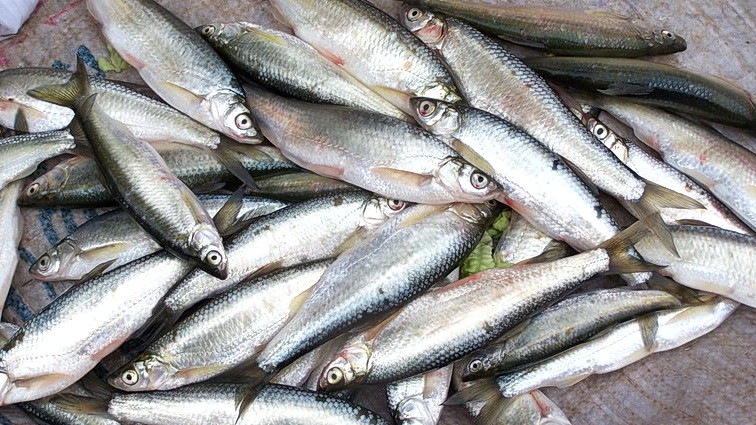 湖南湘江禁渔近一年三种鱼到处可见一种鱼难见踪影成悬案