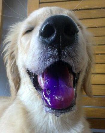 气温高达60度金毛siri在客车行李箱经历了什么热死有多痛苦