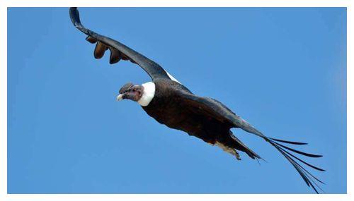 世界上最大的老鹰:身高超2米,以吃狮子为生,至今未发现其天敌