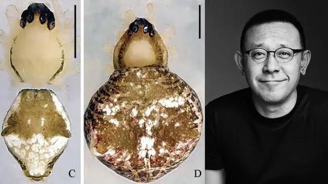 邦乔飞云斑蛛和邦乔飞乐队(右图来源邦乔飞乐队官网)▲李时珍隆头蛛