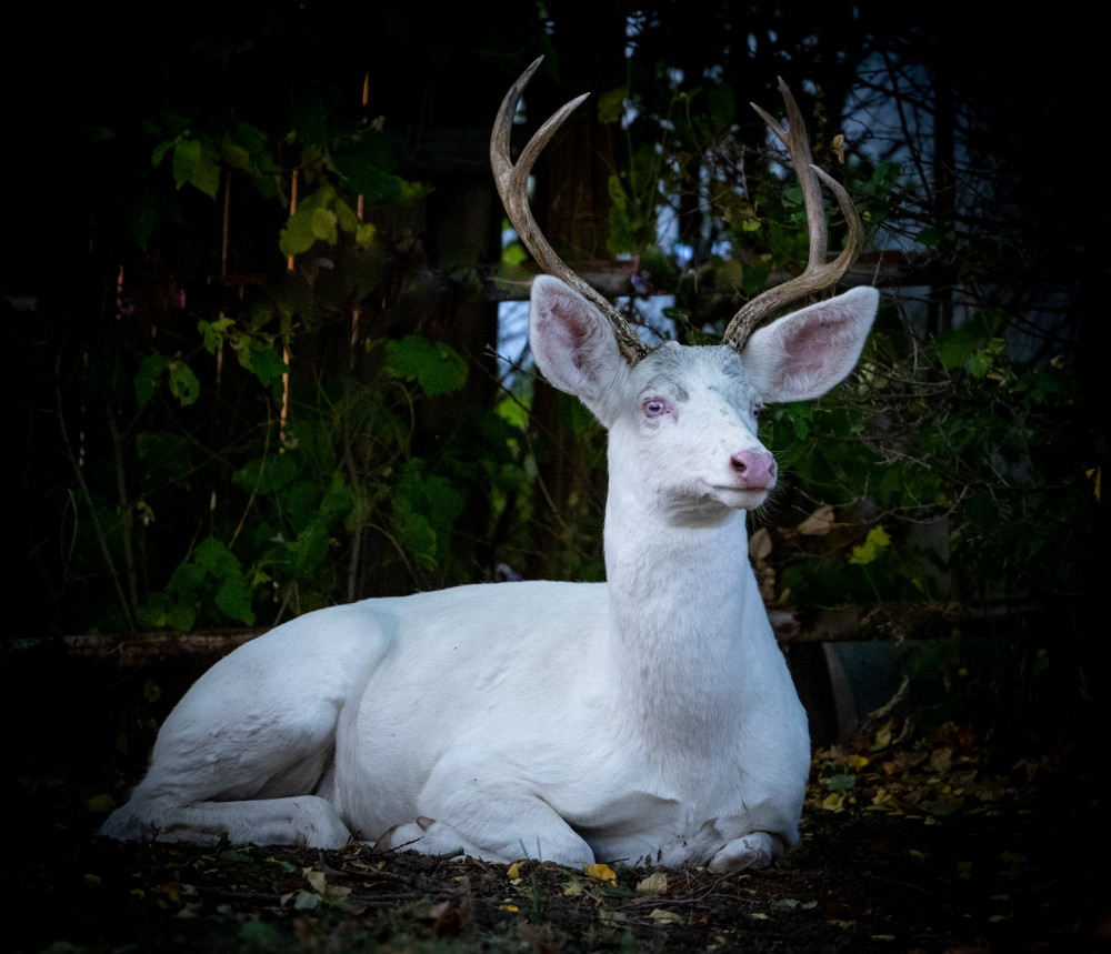 概率50万分之1棕熊白化成白熊是什么原因导致的