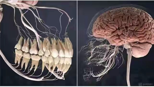 这就是与牙齿有关的神经的样子,终于知道为什么牙齿疼起来要命了.
