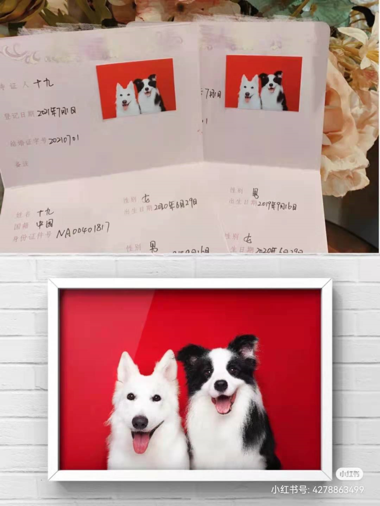 边牧排行_2016年CKU边境牧羊犬排行前10(2)