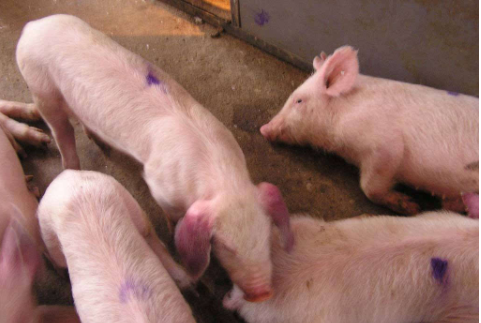 猪圆环病毒打什么针猪得了圆环病毒怎么办养猪人要掌握这三点