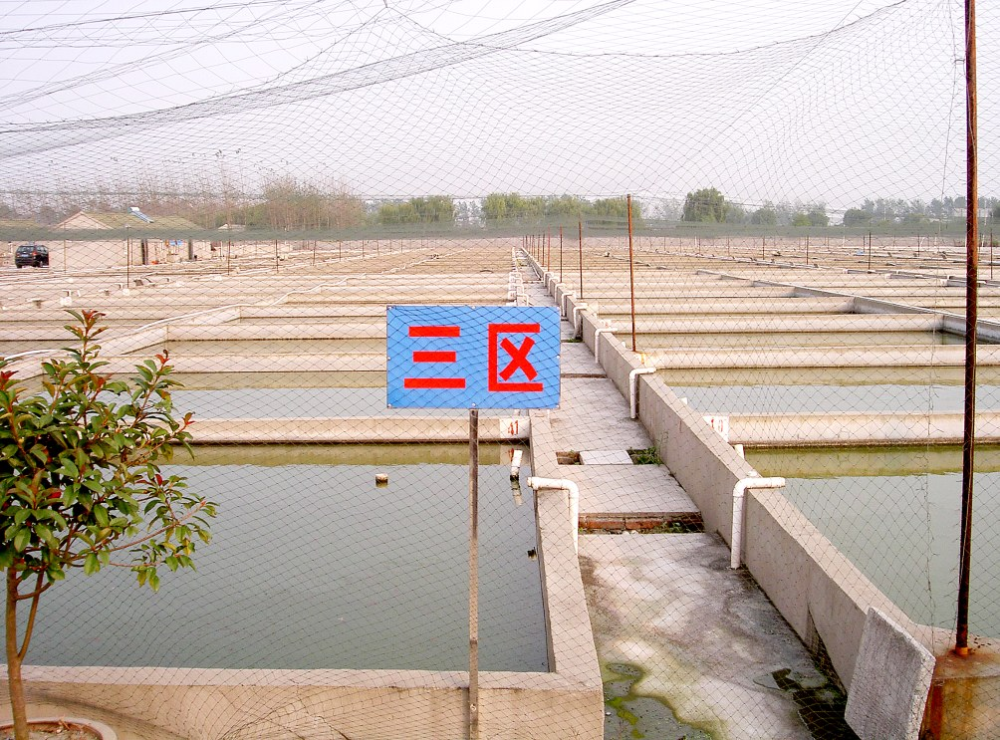 江苏泰州水泥池养殖金鱼技术