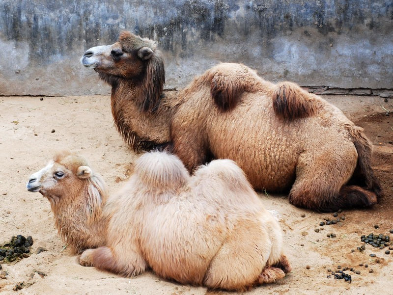 谁说骆驼的驼峰能存水打开一看都是肉
