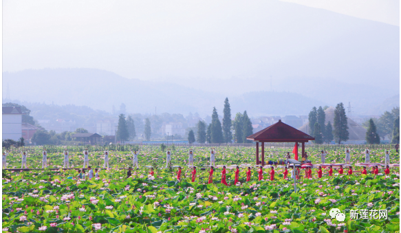 【開幕】2021年蓮花縣第十屆蓮文化旅遊節開幕