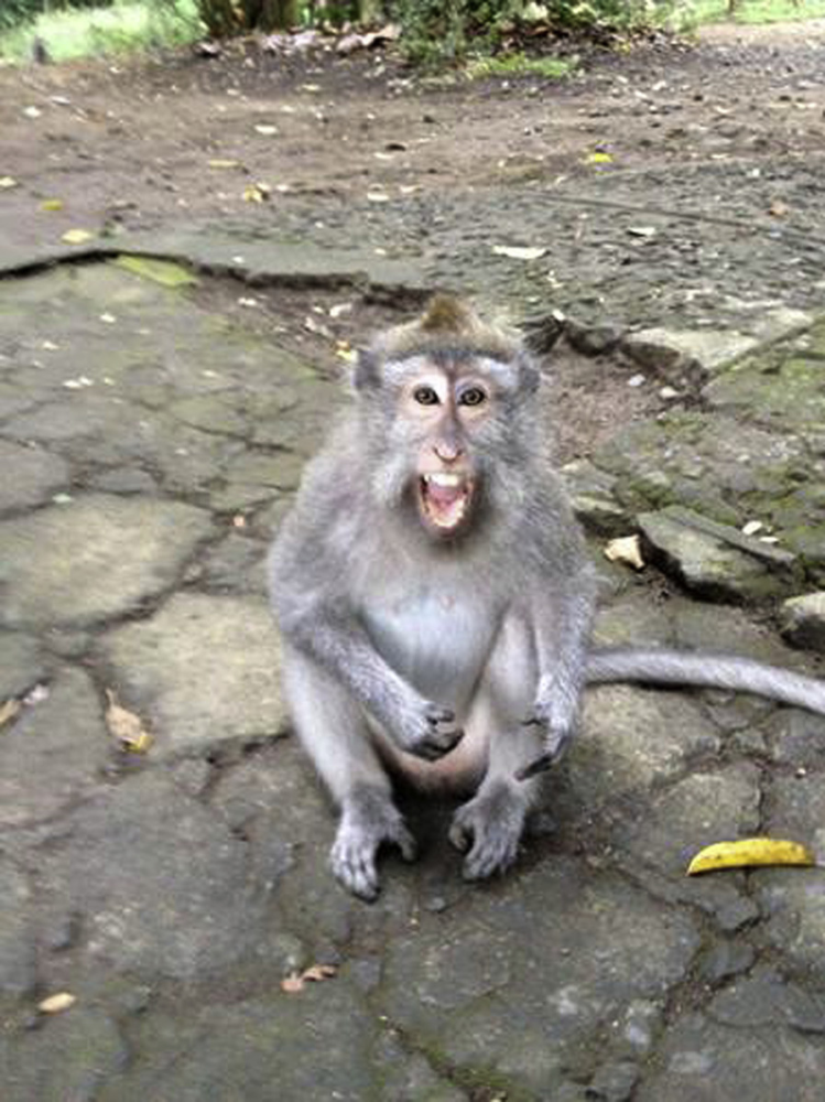 国内首例灵长类人畜共患感染死亡:什么是猴b病毒?_腾讯新闻