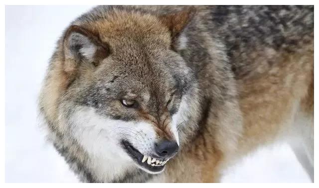 俄罗斯大叔驯养群狼被认狼王捕猎后让大叔先吃有母狼对其倾心