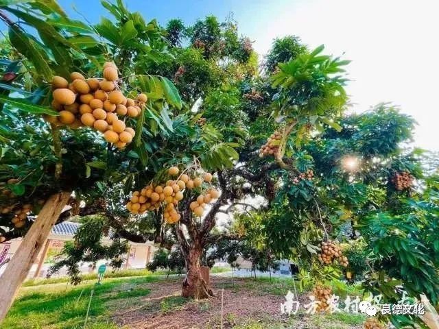 72万!高州储良龙眼母树采摘权被这间公司拍得