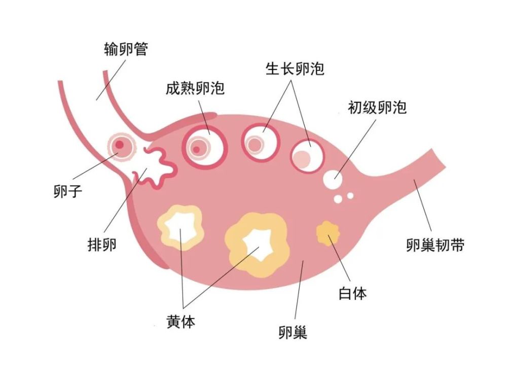 女人身体好不好你的月经会告诉你