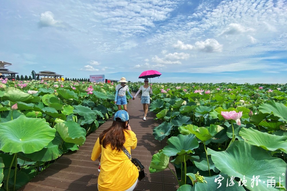 在宁波最大的连片荷花园区,慈溪市现代农业开发区内的恒海·怡荷园