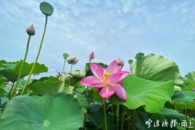 在宁波最大的连片荷花园区,慈溪市现代农业开发区内的恒海·怡荷园