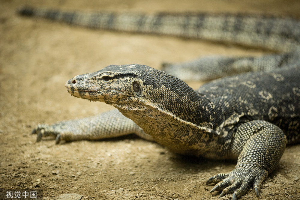 国宝级圆鼻巨蜥五爪金龙是什么来头寿命150年常被人误会
