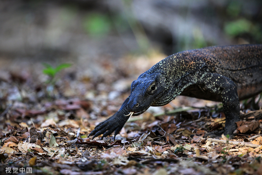 国宝级圆鼻巨蜥五爪金龙是什么来头寿命150年常被人误会
