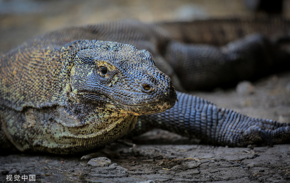 国宝级圆鼻巨蜥五爪金龙是什么来头寿命150年常被人误会