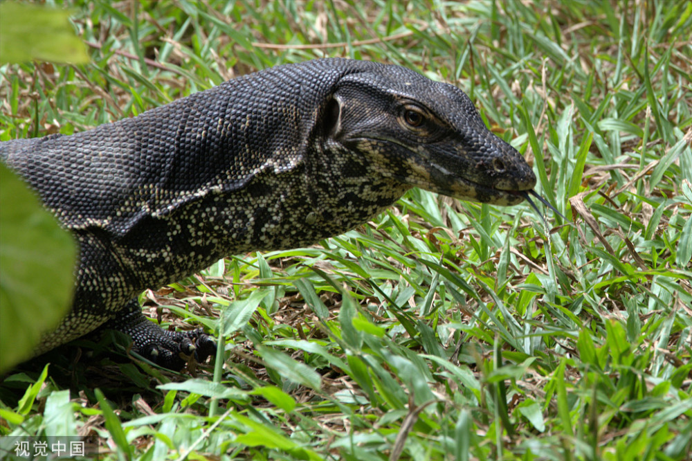 国宝级圆鼻巨蜥五爪金龙是什么来头寿命150年常被人误会