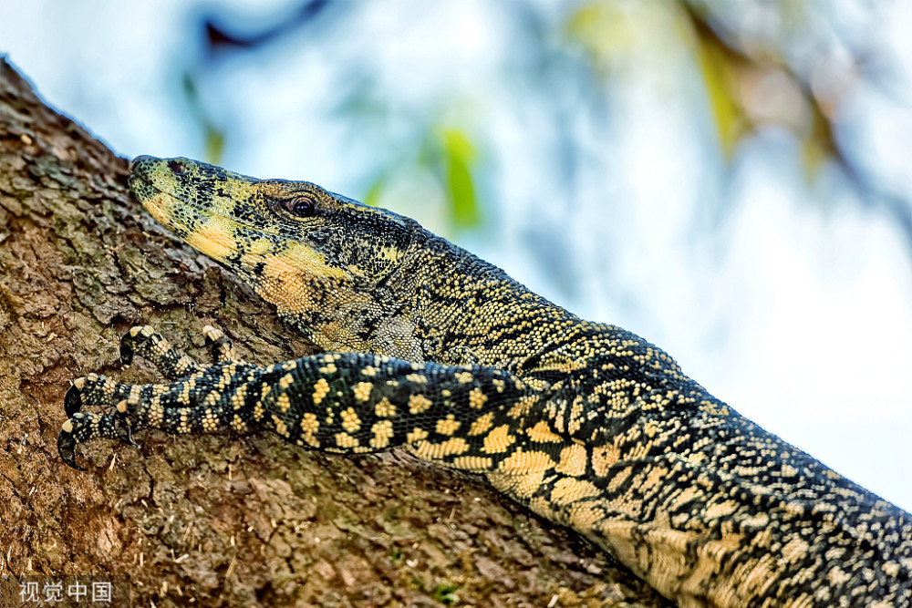 国宝级圆鼻巨蜥五爪金龙是什么来头寿命150年常被人误会